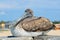 Juvenile Brown Pelican