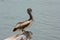 Juvenile Brown Pelican (Pelecanus occidentalis)