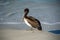 Juvenile Brown Pelican in the Surf