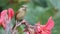 Juvenile brown shrike bird eating maggot on a bouquet of flowers