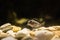 Juvenile brown and white banded cichlid fish swimming in the water over some rocks