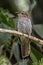 Juvenile Brush Cuckoo in Queensland Australia