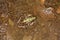 Juvenile bull frog lounging in a summer puddle