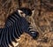 Juvenile Burchell`s Zebra