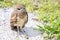 Juvenile Burrowing Owl With Rare Recessive Brown Eyes Gene