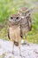 Juvenile Burrowing Owl With Recessive Brown Eyes With Parent Standing Guard