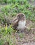 Juvenile burrowing owl with it`s eyes closed