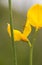 Juvenile Bush Cricket on yellow Spanish Broom
