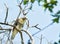 Juvenile Buteo jamaicensis, Red-tailed hawk