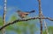 Juvenile Cactus Wren on Thorny Cactus Stem, Arizona