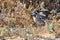 A Juvenile California  Blue Jay