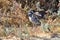 A Juvenile California  Blue Jay