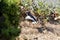 A Juvenile California  Blue Jay