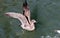 Juvenile of California Gull along San Francisco Bay, California, Larus californicus