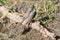 Juvenile Cape Wagtail