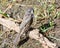 Juvenile Cape Wagtail