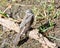 Juvenile Cape Wagtail