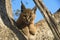 A Juvenile Caracal