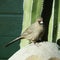 Juvenile cardinal