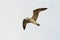 Juvenile caspian gull in flight