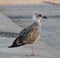 Juvenile Caspian Gull Or Larus Cachinnans