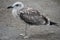 Juvenile Caspian Gull Larus cachinnans