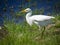 Juvenile Cattle egret fishing