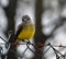 A juvenile cattle tyrant Machetornis rixosa sitting over a fence