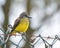 A juvenile cattle tyrant Machetornis rixosa sitting over a fence