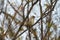 Juvenile cedar waxwing resting on tree branch