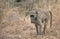 Juvenile Chacma Baboon, South Africa