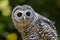 Juvenile Chaco Owl strix chacoensis Bird of Prey