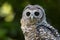 Juvenile Chaco Owl strix chacoensis Bird of Prey