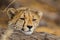 Juvenile Cheetah cub resting on the shade of a thorn tree in the Kalahari