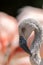 Juvenile Chilean flamingo Phoenicopterus chilensis bird close-