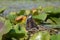 Juvenile Common Gallinule moorhen resting in the marsh