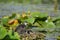 Juvenile Common Gallinule moorhen walking in marsh