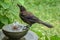 Juvenile Common Grackle Drinking from a Water Fountain