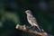 Juvenile common redstart bird