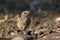 Juvenile common redstart bird