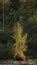 Juvenile Common silver birch treeBetula pubescens in susnset light