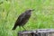 Juvenile common starlings