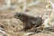 Juvenile Common Toad, Bufo bufo