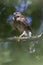 Juvenile cooper`s hawk