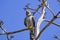 Juvenile Cooper`s hawk on a branch, South San Francisco bay, Alviso, California