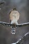 Juvenile Cooper\\\'s Hawk on Icy Tree Branch 4 - Accipiter cooperii