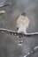 Juvenile Cooper\\\'s Hawk on Icy Tree Branch 7 - Accipiter cooperii