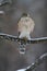 Juvenile Cooper\\\'s Hawk on Icy Tree Branch - Accipiter cooperii