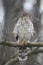 Juvenile Cooper\\\'s Hawk on Tree Branch 10 - Accipiter cooperii