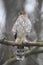 Juvenile Cooper\\\'s Hawk on Tree Branch 7 - Accipiter cooperii